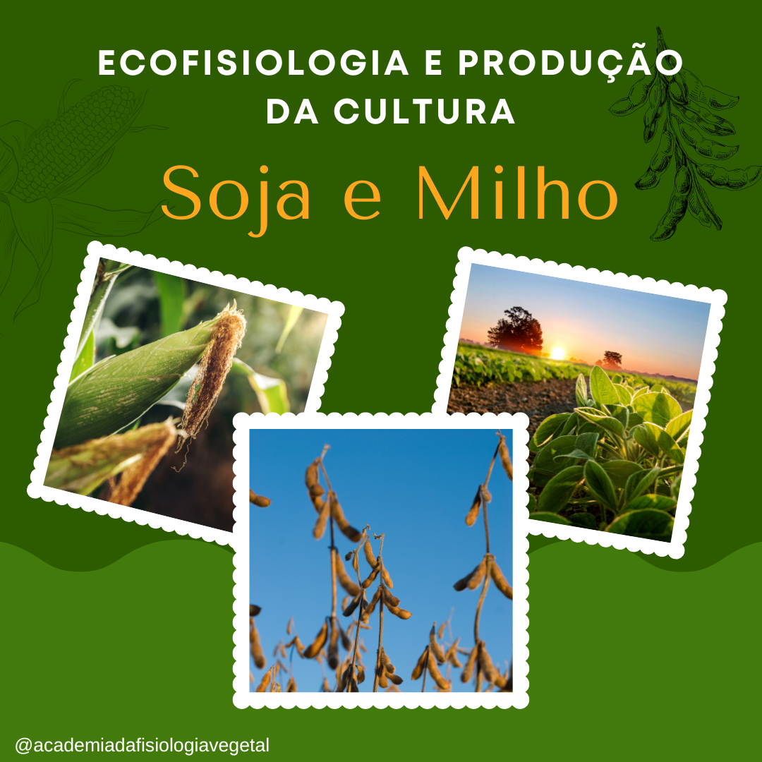 Ecofisiologia e produção da Cultura Soja e Milho
